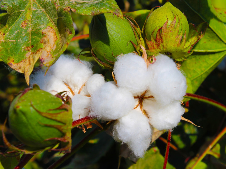 cotton-3760800_1920